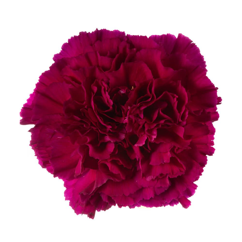 Purple Carnation