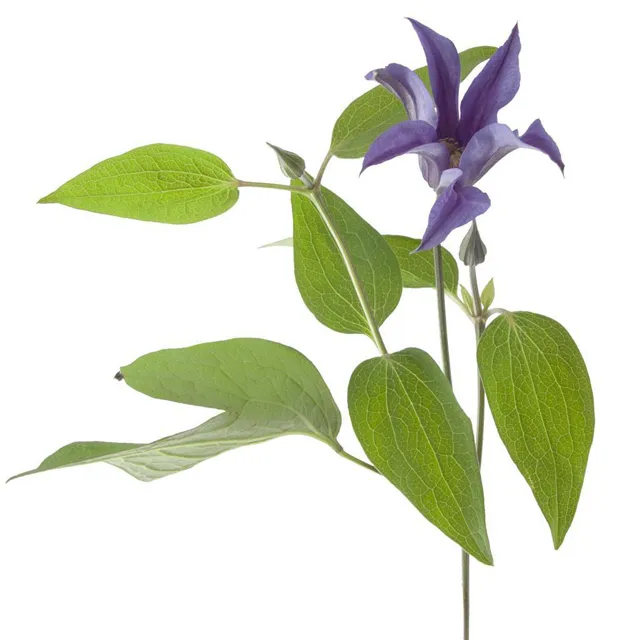 Clematis