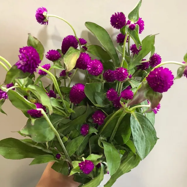 Purple Clover