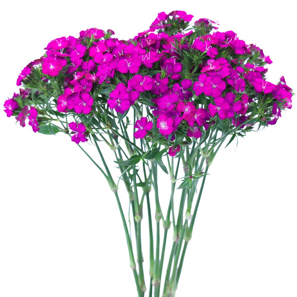 Purple Dianthus Gipsy