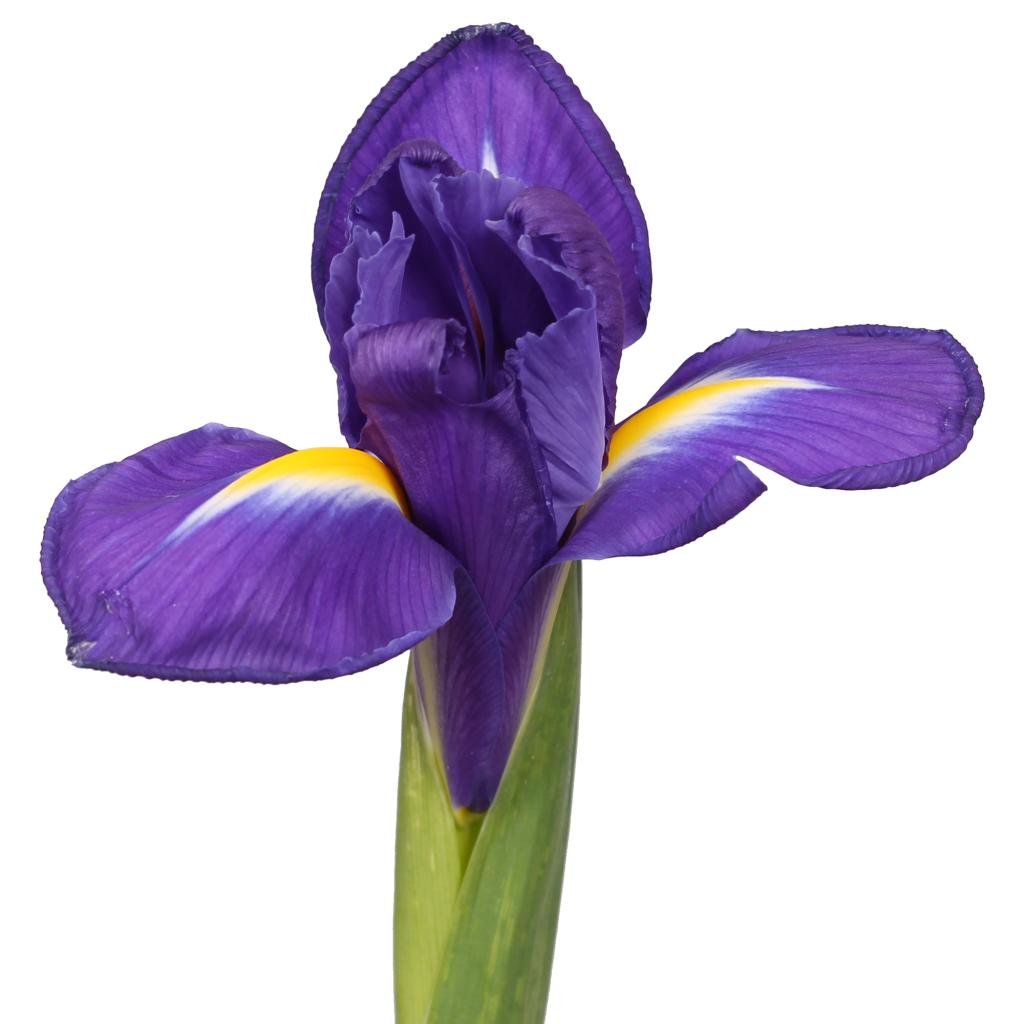 Purple Iris
