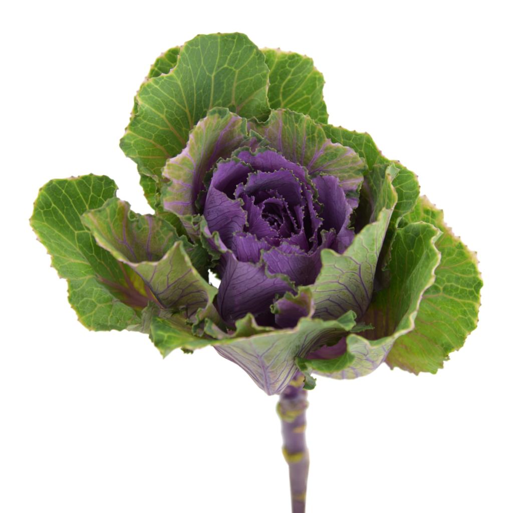 Purple Kale