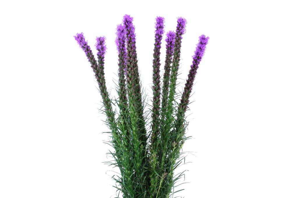 Liatris