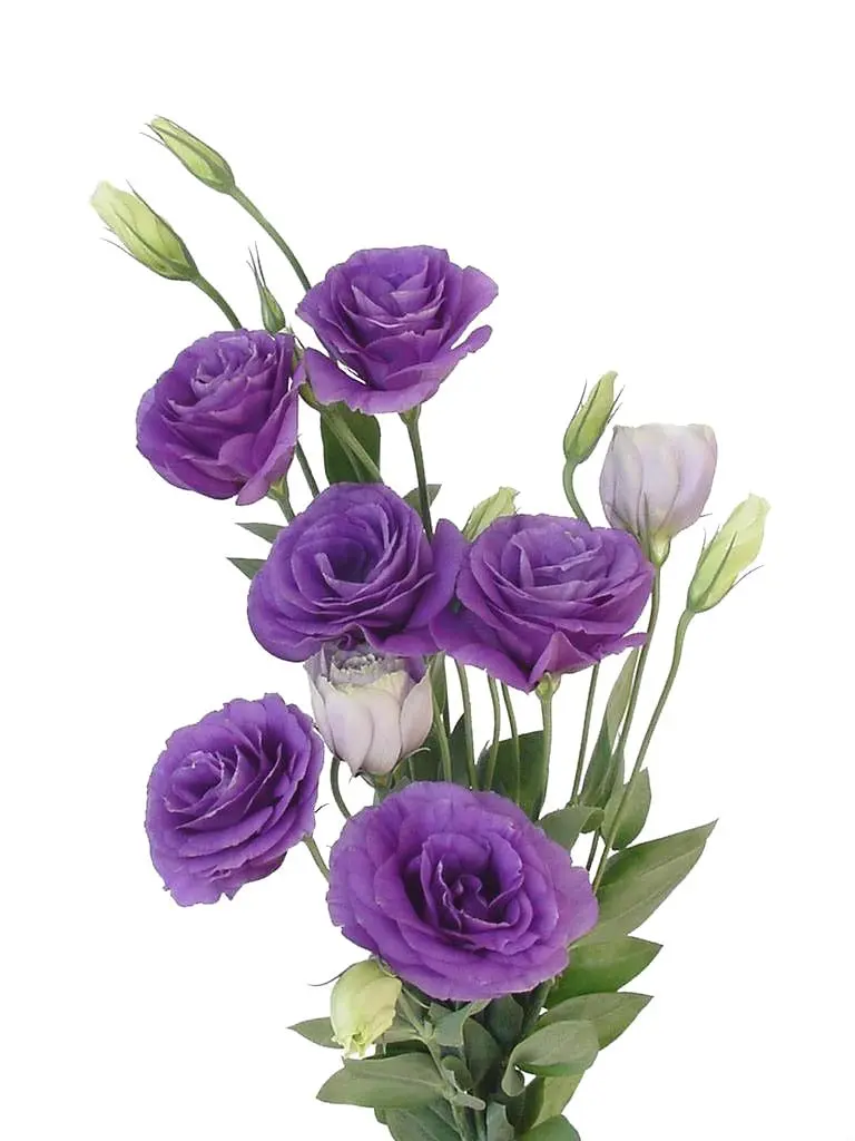 Purple Lisianthus