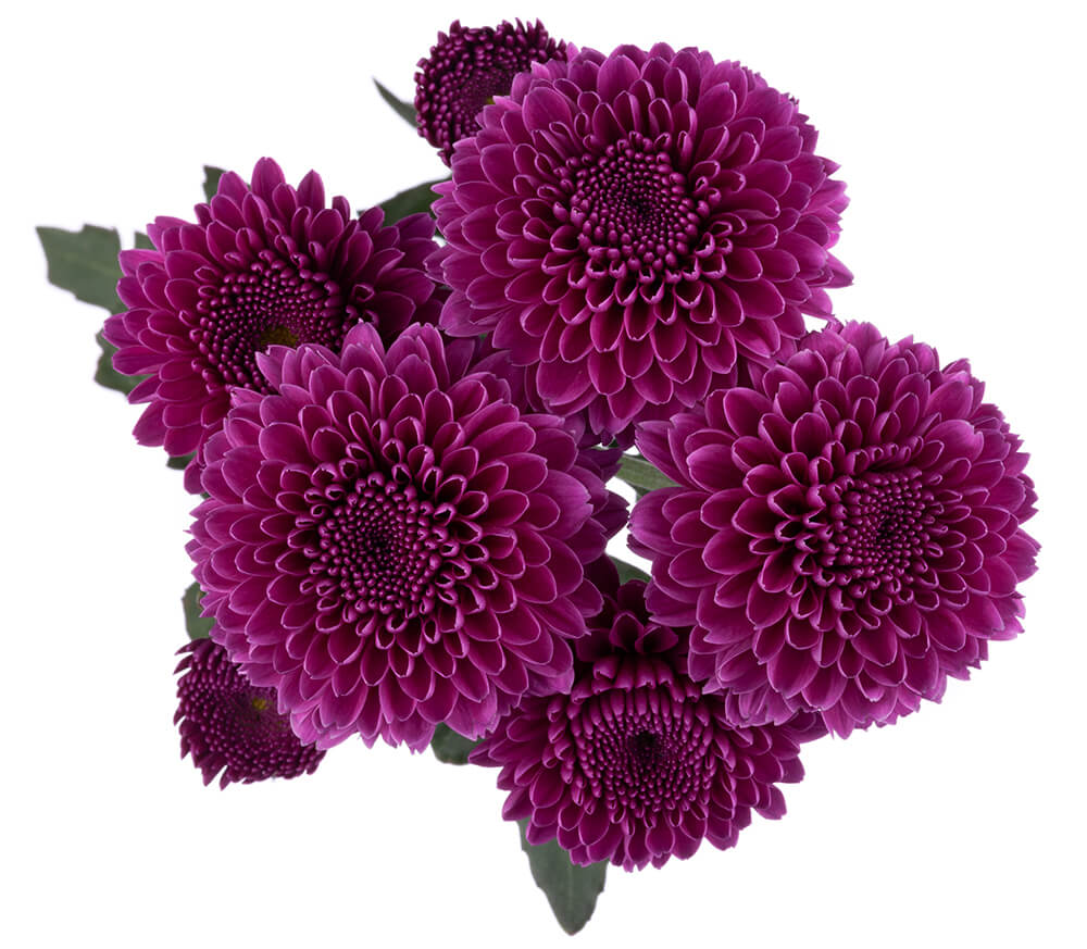Purple Pom Button
