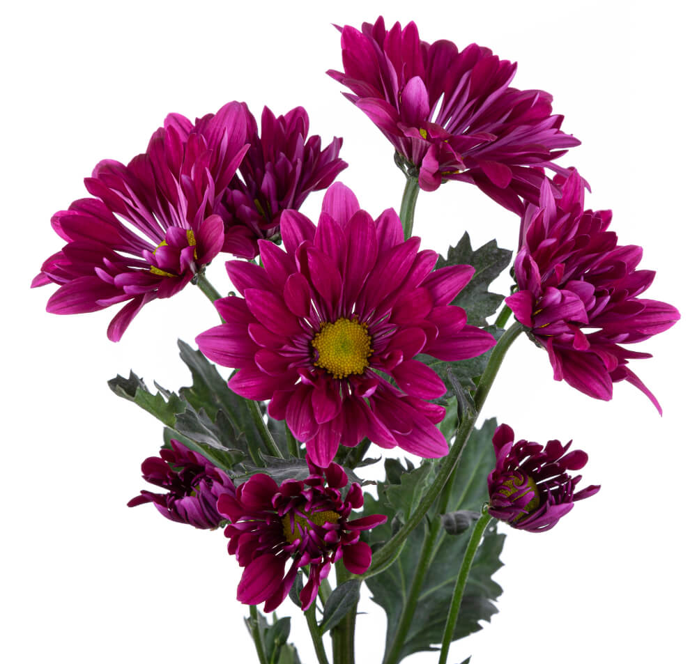 Purple Pom Daisy