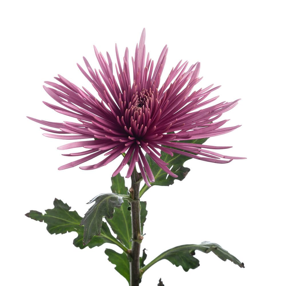 Purple Spider