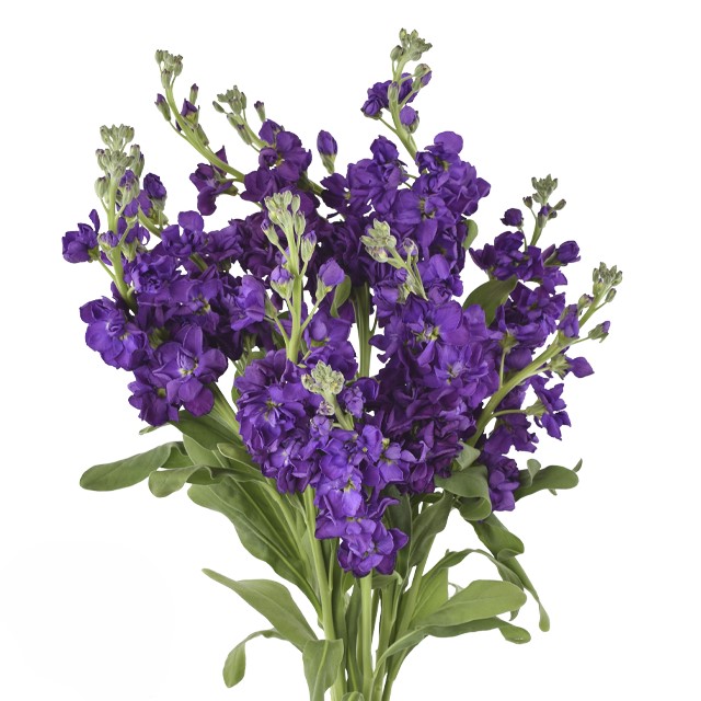 Purple Stock