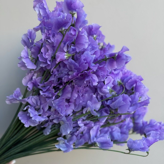 Purple Sweet Pea