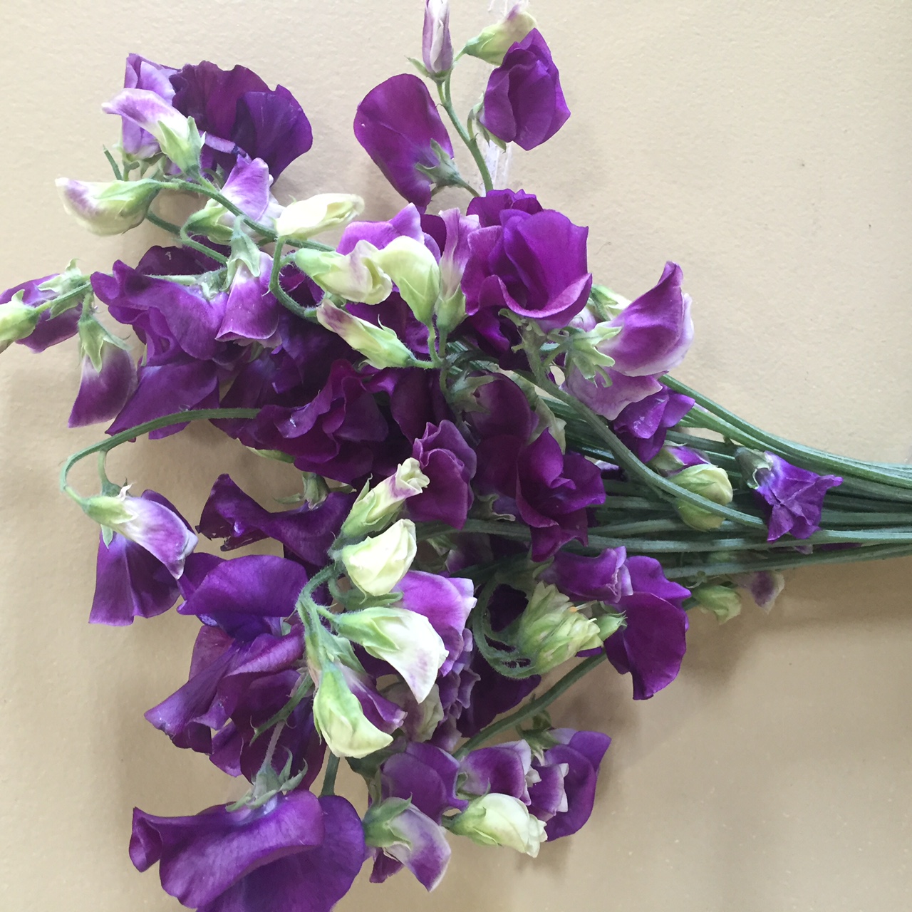 Purple Sweet Peas