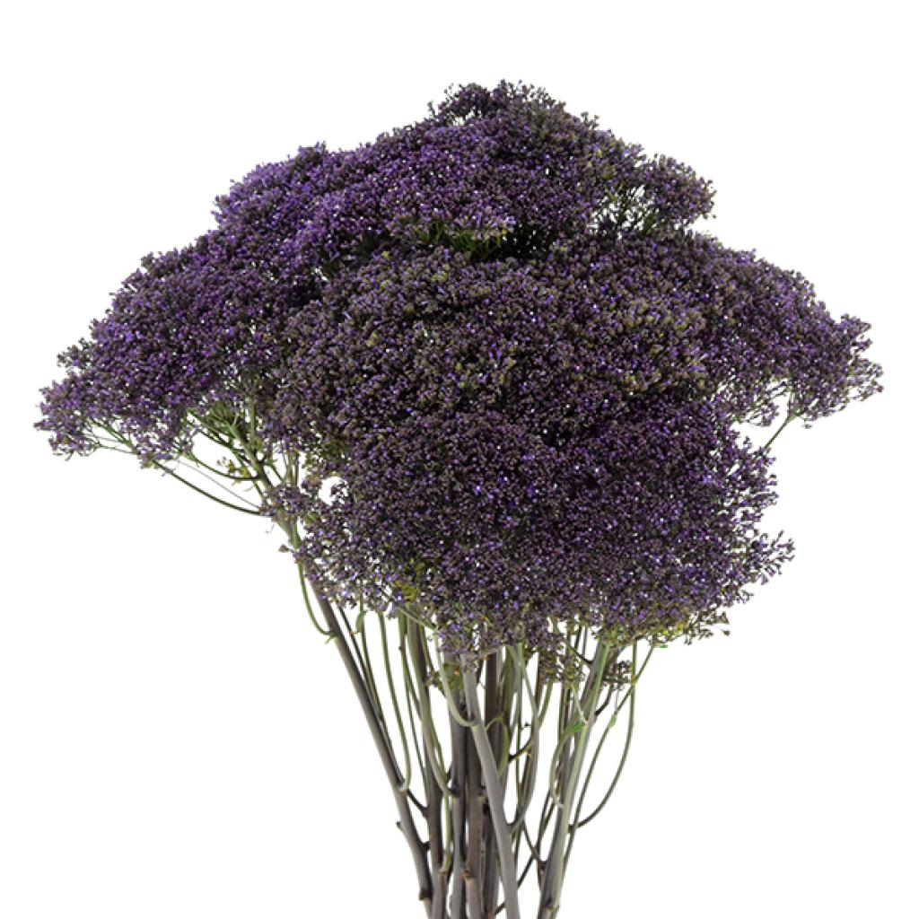 Purple Trachelium