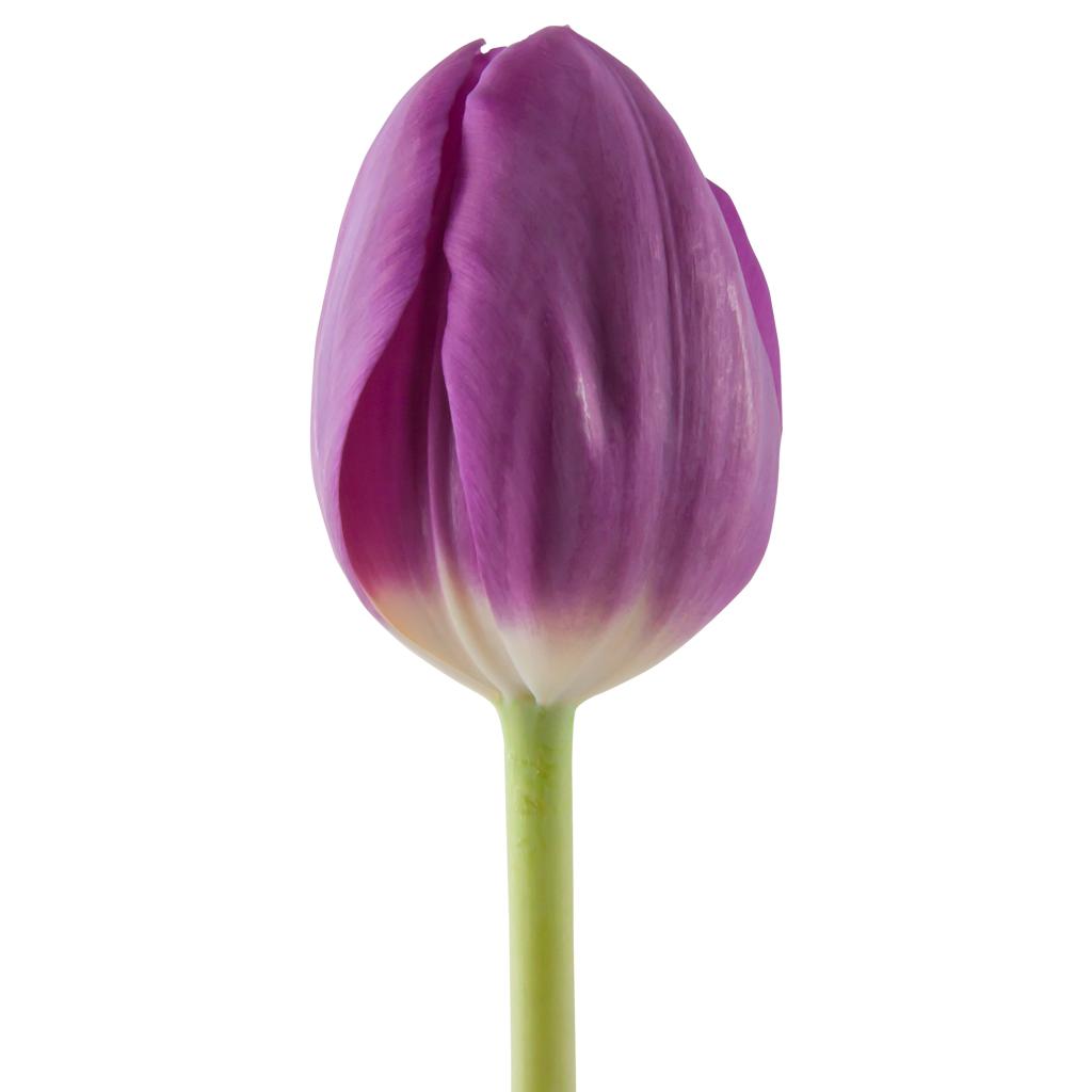 Purple Tulips