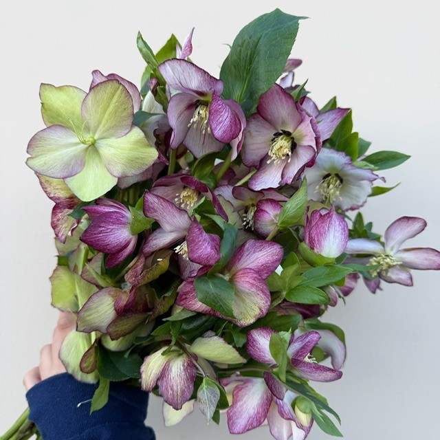 Purple Variegated Hellebore