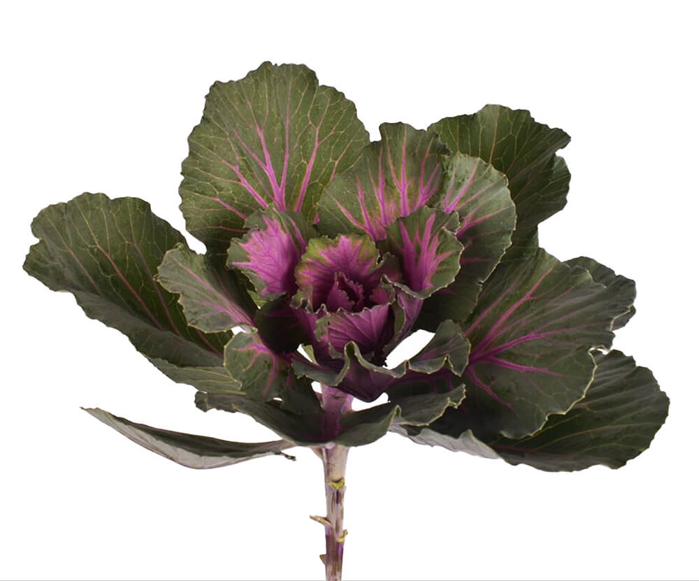 Purple Variegated Kale