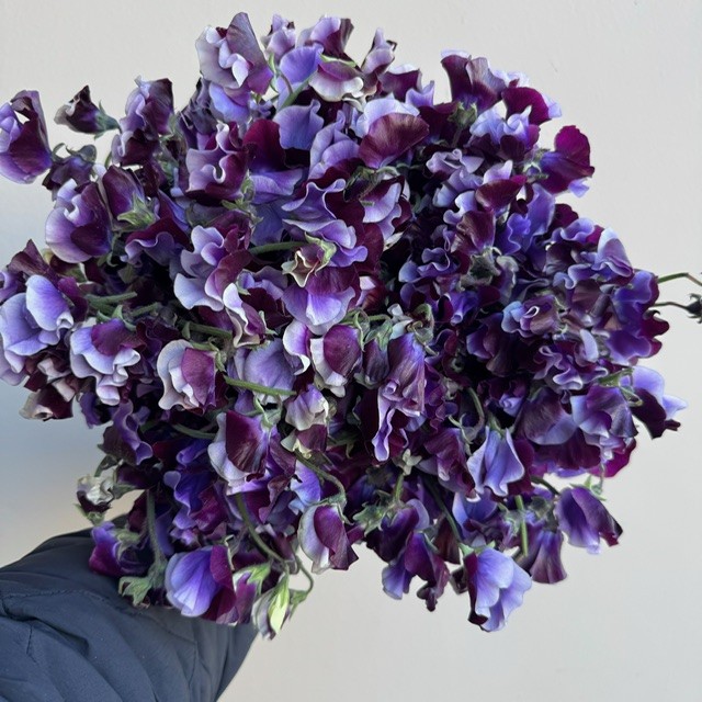 Purple Variegated Sweet Pea
