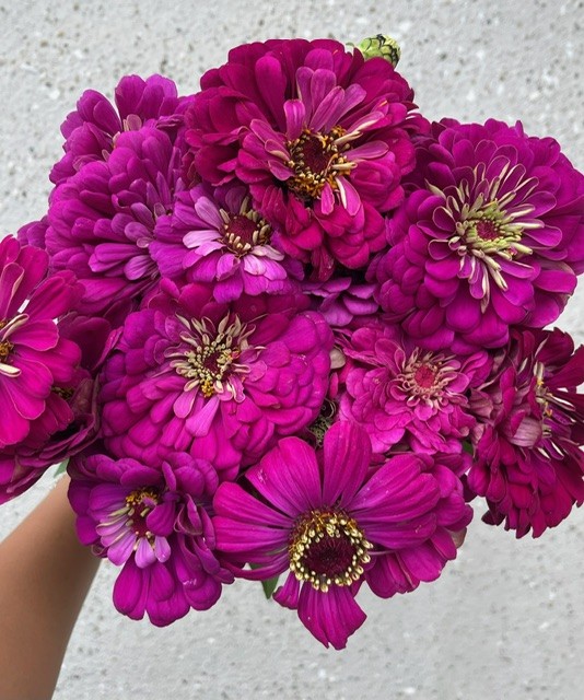 Purple Zinnia