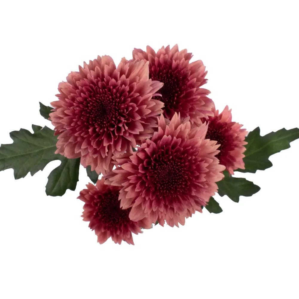 Raspberry Brulee Pom Cushion