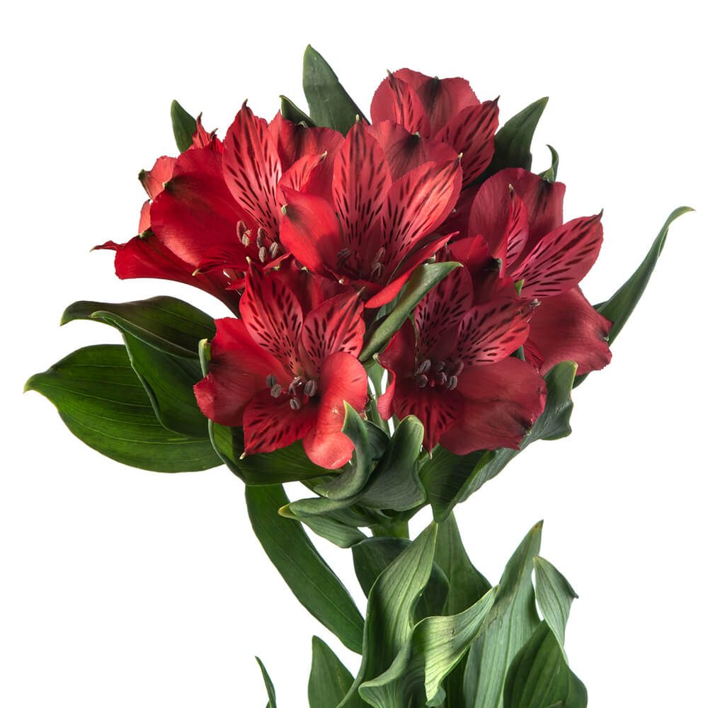 Red Alstromeria