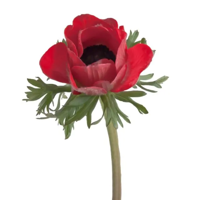 Red Anemone