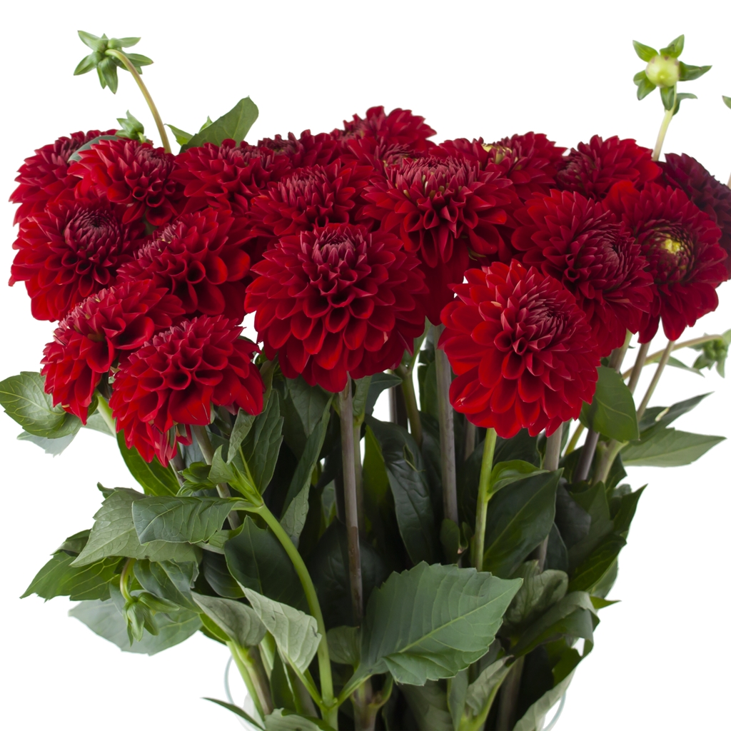 Red Ball Dahlia