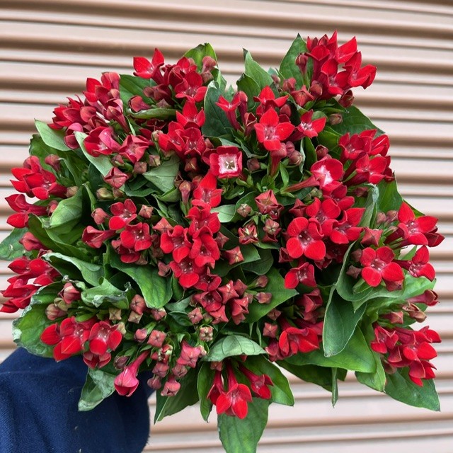 Red Bouvardia