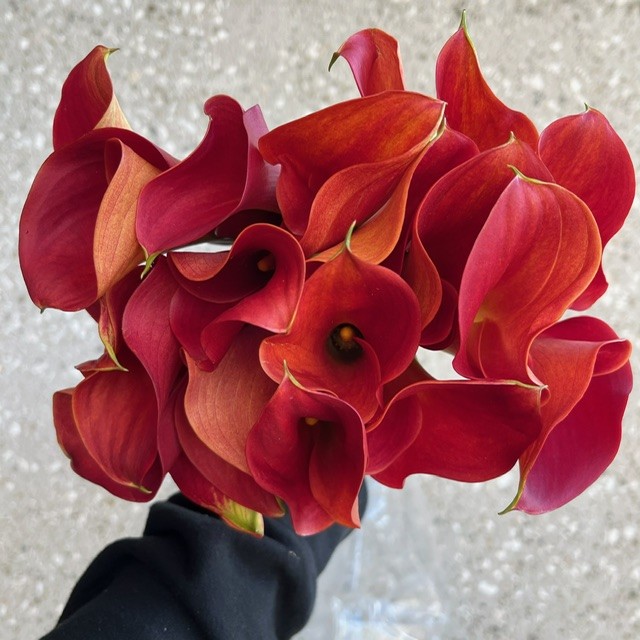 Red Calla Mini
