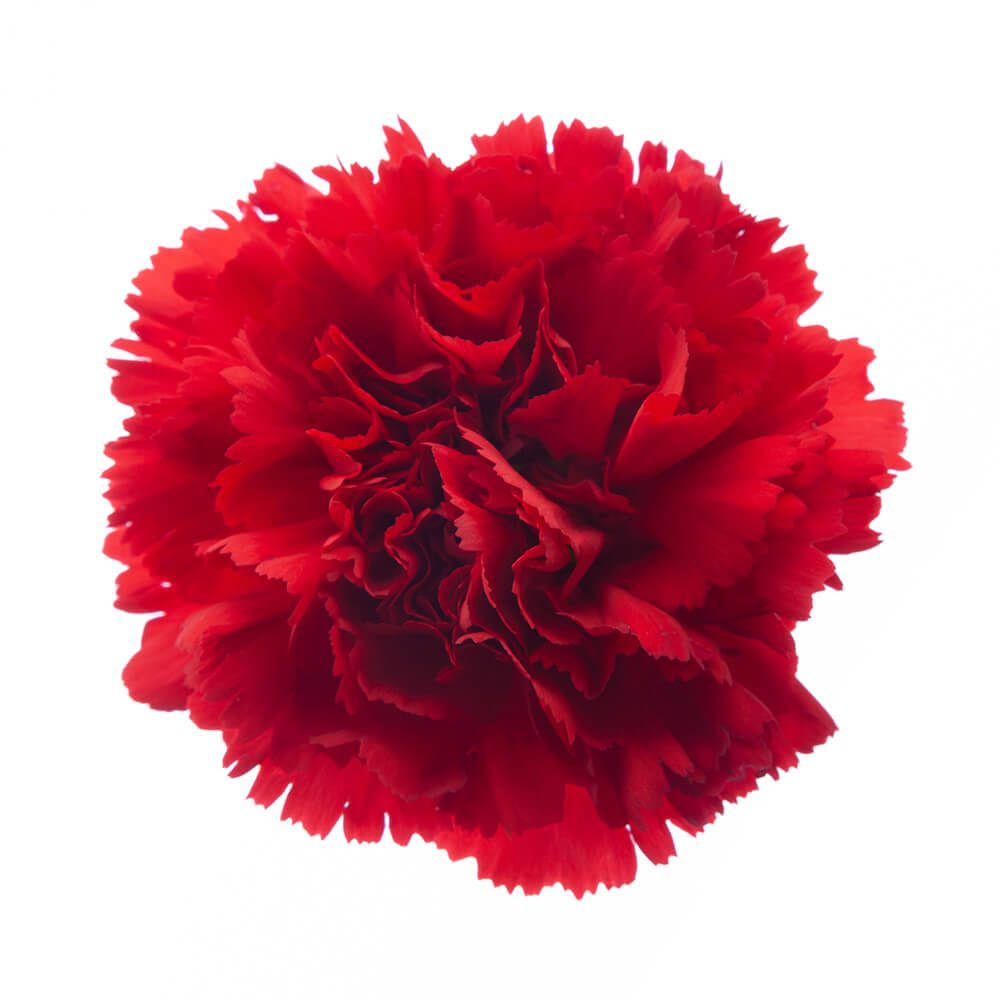 Red Carnation