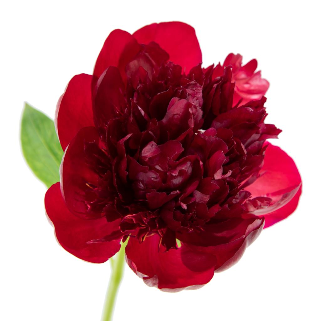 Red Charm Peony