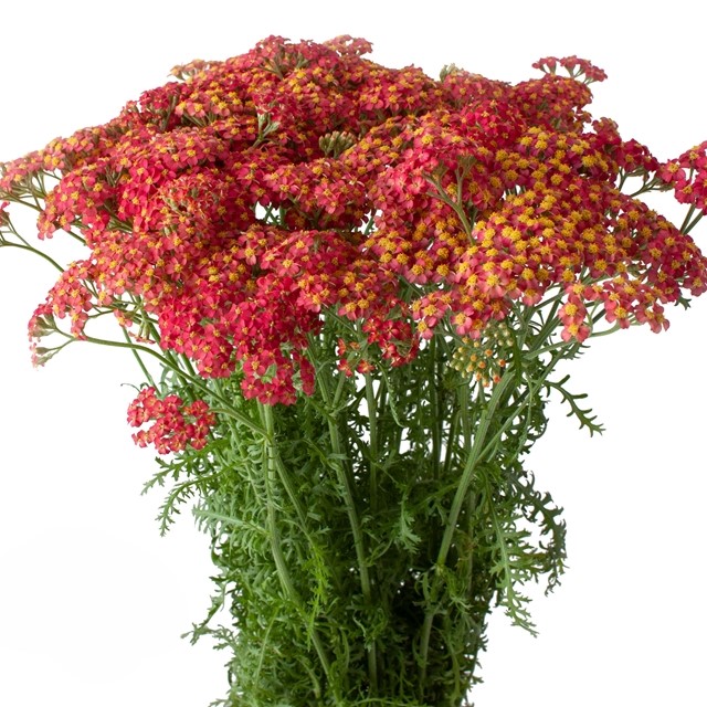 Red Cottage Yarrow