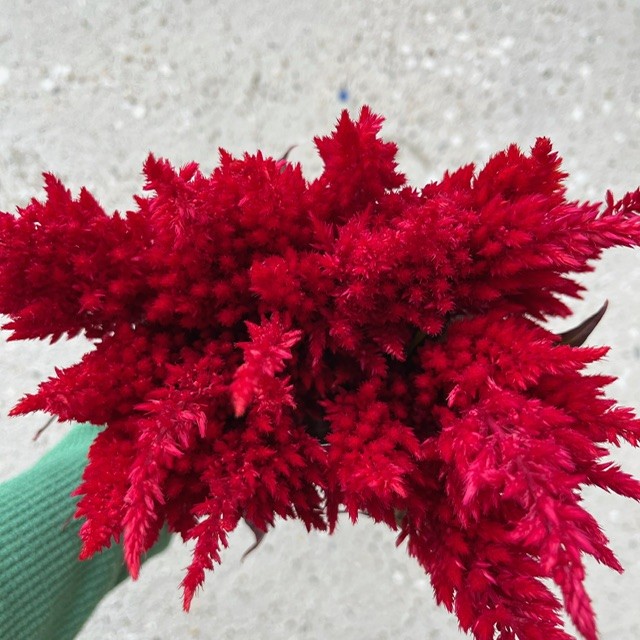 Red Feather Celosia