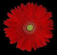 Gerbera Daisies
