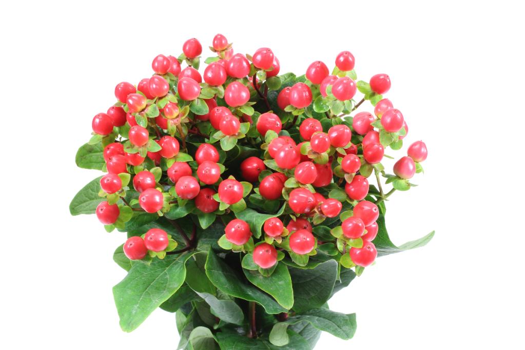 Red Hypericum