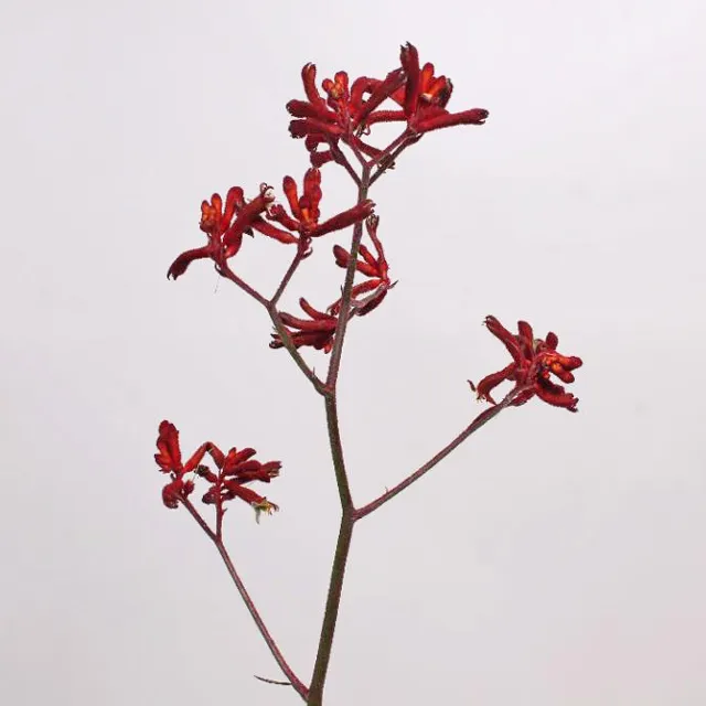 Red Kangaroo Paw