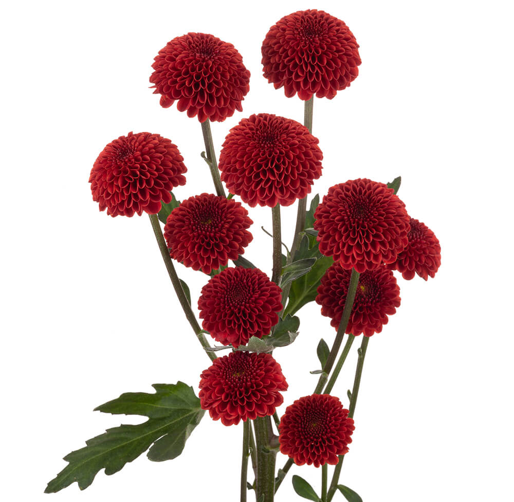 Red Pom Button