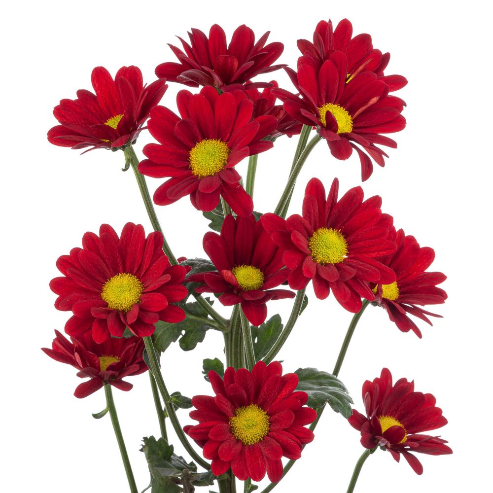Red Pom Daisy