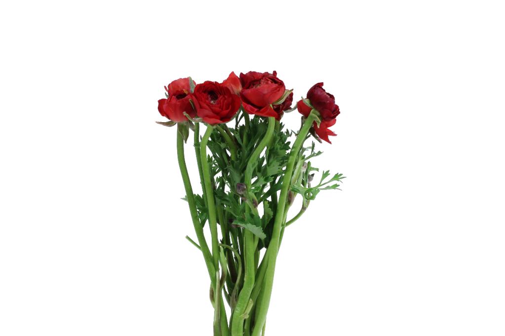 Red Ranunculus