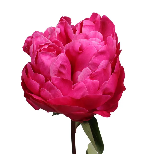 Red Sarah Bernhardt Peony