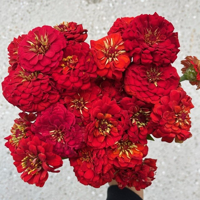 Zinnia