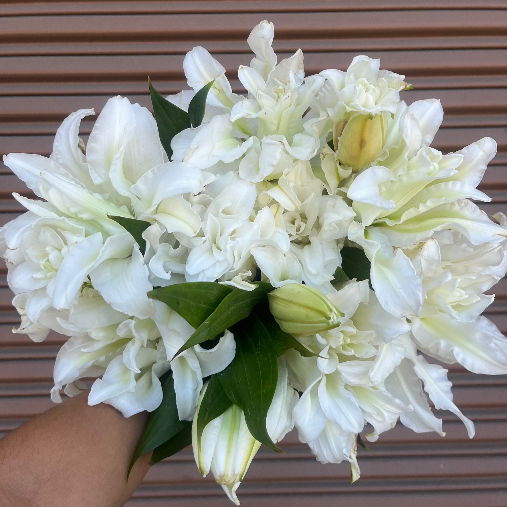 Rose Lily
