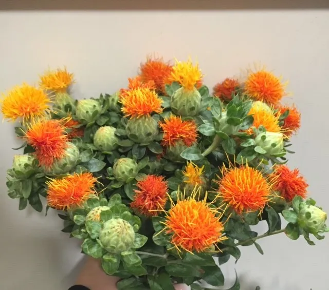 Safflower