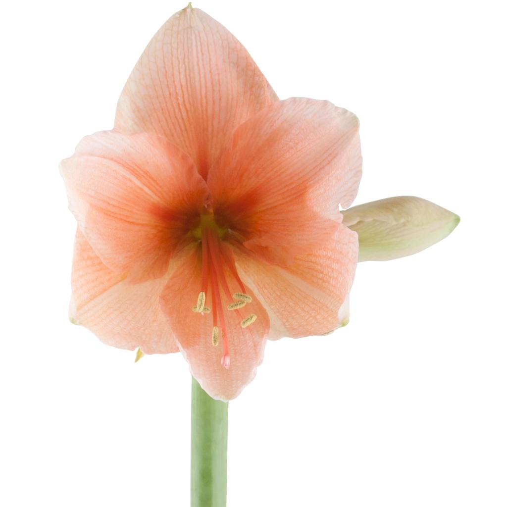 Salmon Amaryllis