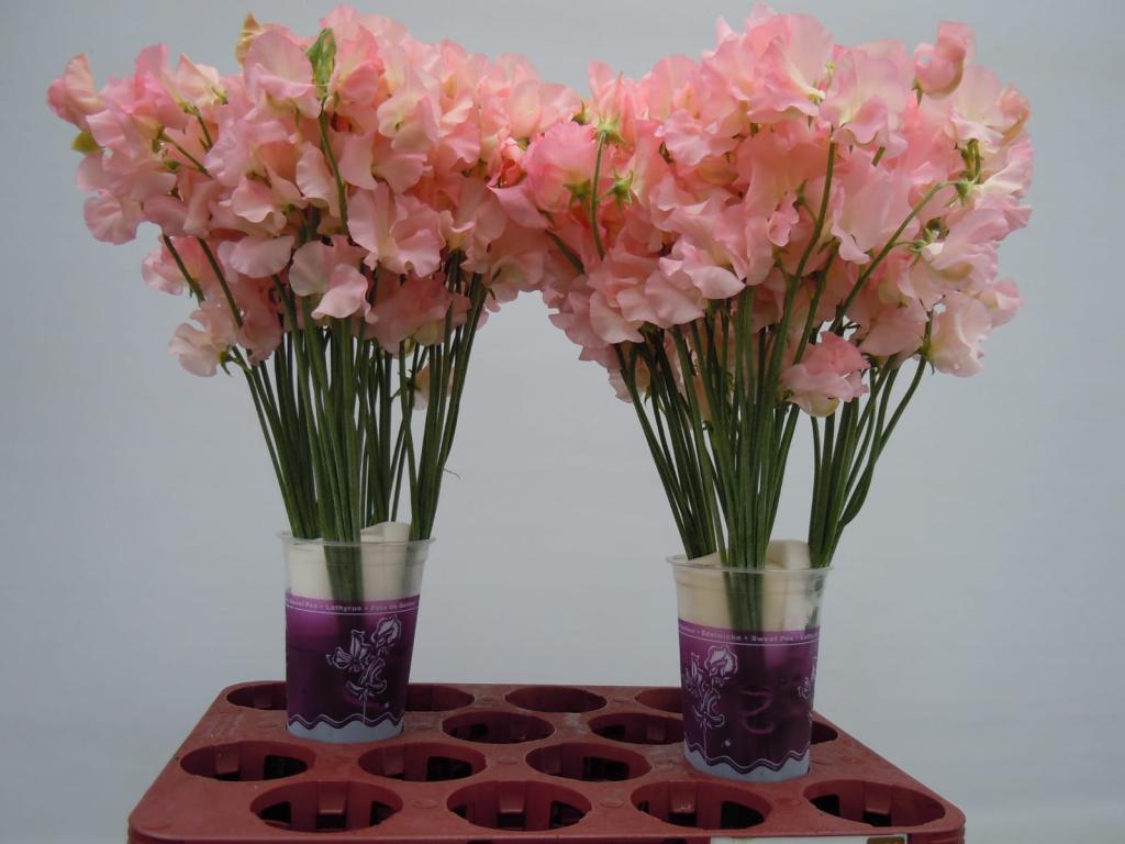 Salmon Sweet Pea