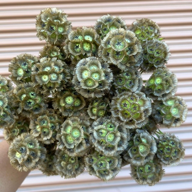 Scabiosa Pod