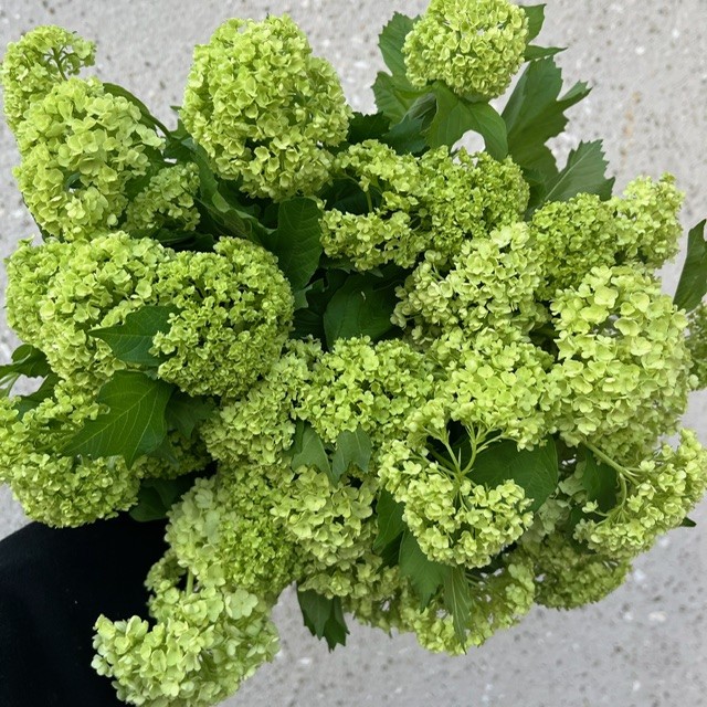 Viburnum