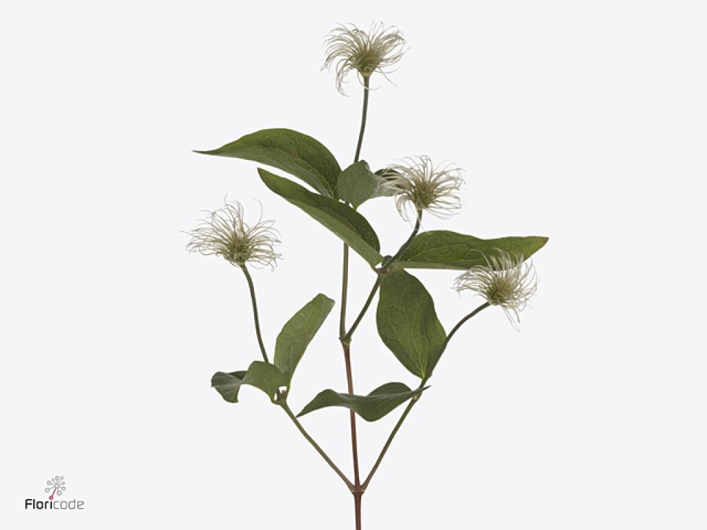 Spider Clematis