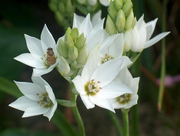 Star of Bethlehem
