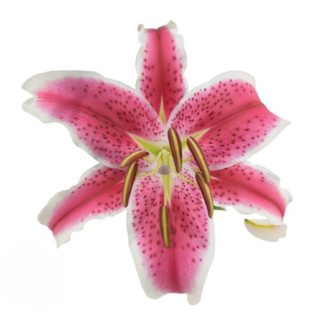 Starfighter Lily Oriental
