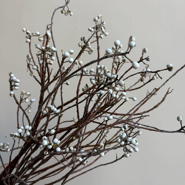 Tallow Berries
