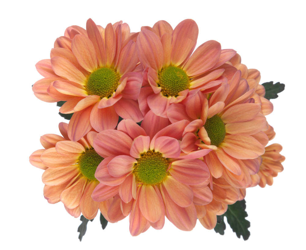 Tequila Sunrise Pom Daisy