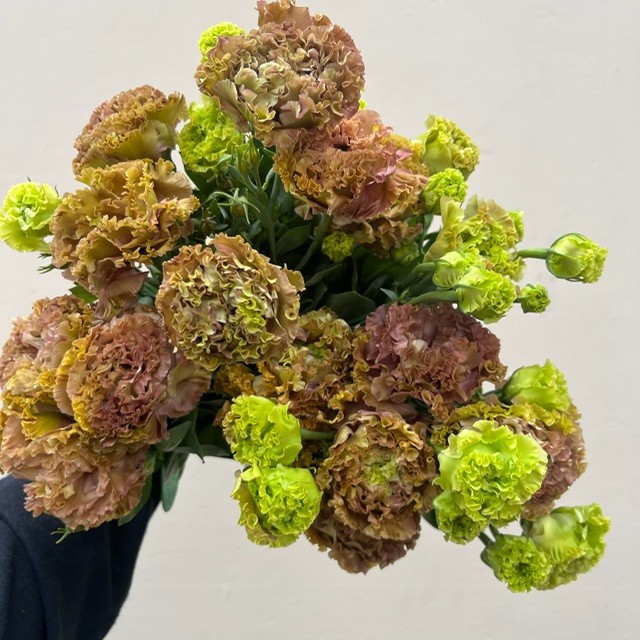 Terracota Lisianthus